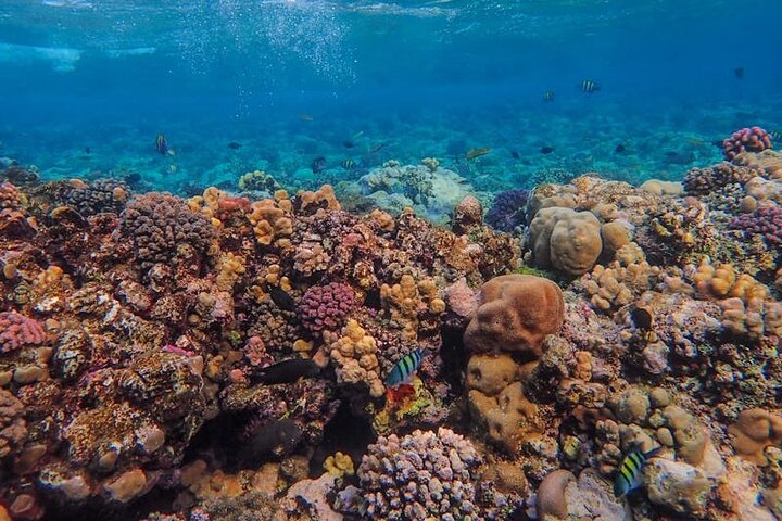 Major Tom -Sailing Day Cruise, with Snorkeling, Lunch & More!