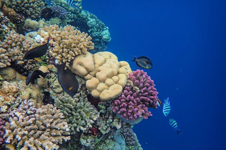 Major Tom -Sailing Day Cruise, with Snorkeling, Lunch & More!
