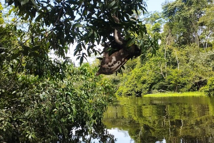 Amazing Jungle 3Days 2Nights - Amazon Wonder Expeditions