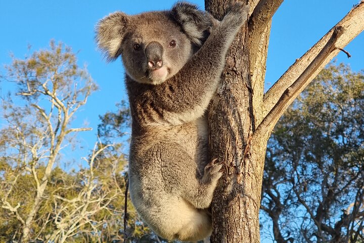 Stradbroke Island Eco Day Trip from Brisbane – Wildlife & Beaches