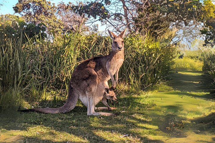 Stradbroke Island Eco Day Trip from Brisbane – Wildlife & Beaches