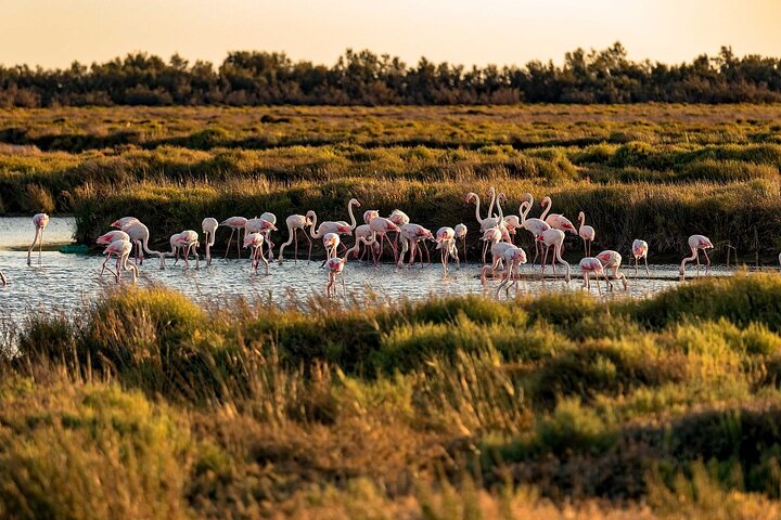 Small group half day Camargue and Aigues Mortes tour