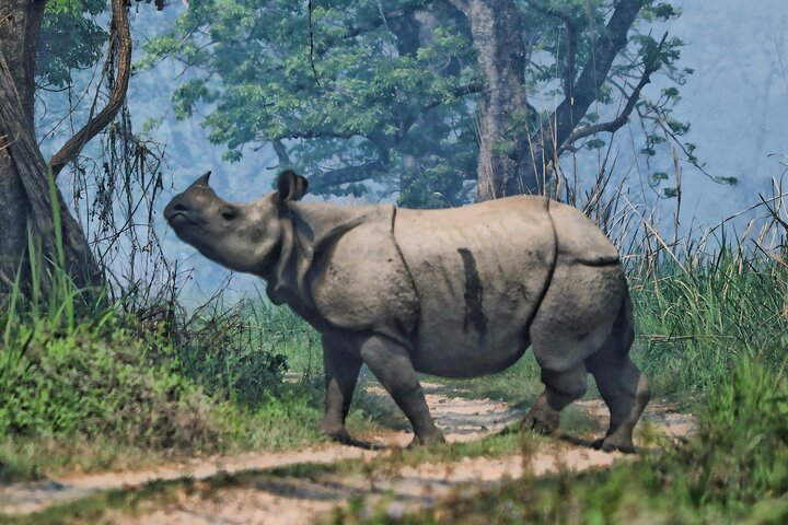 Adventure Day Walk(Private, 8-10h.) inside Chitwan National Park.