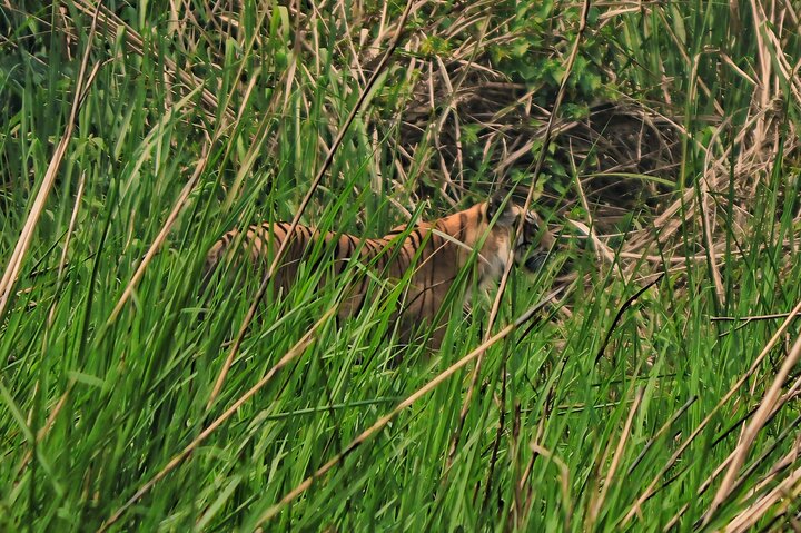 Adventure Day Walk(Private, 8-10h.) inside Chitwan National Park.