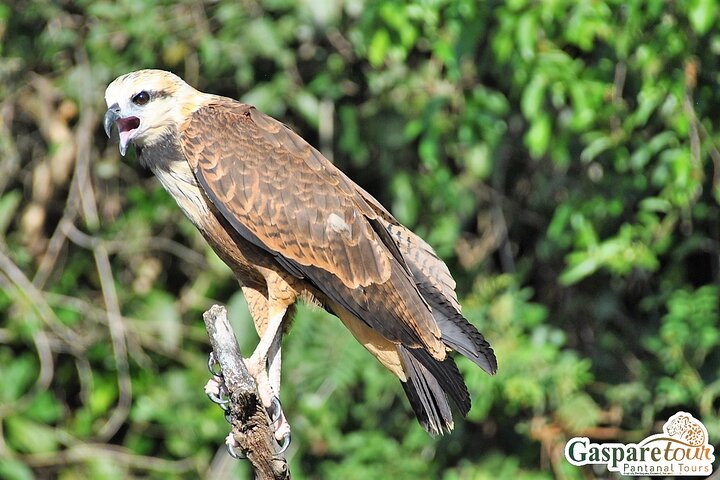 2 Days and 1 Night Pantanal Eco Tour from Cuiabá