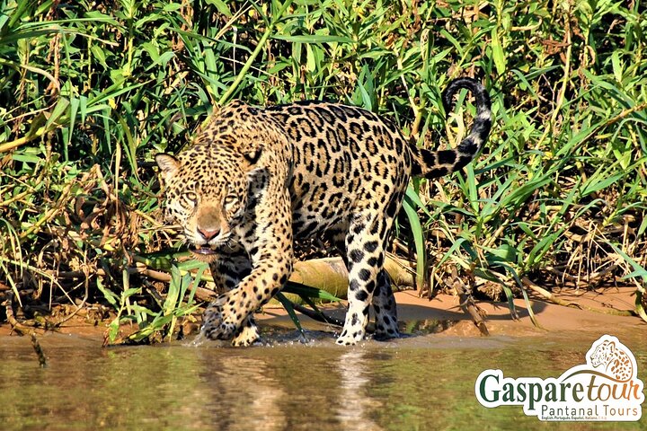2 Days and 1 Night Pantanal Eco Tour from Cuiabá
