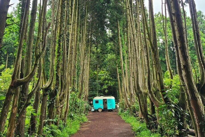 Jeju Island Popular Sightseeing Private Car Charter Tour 5/9hours