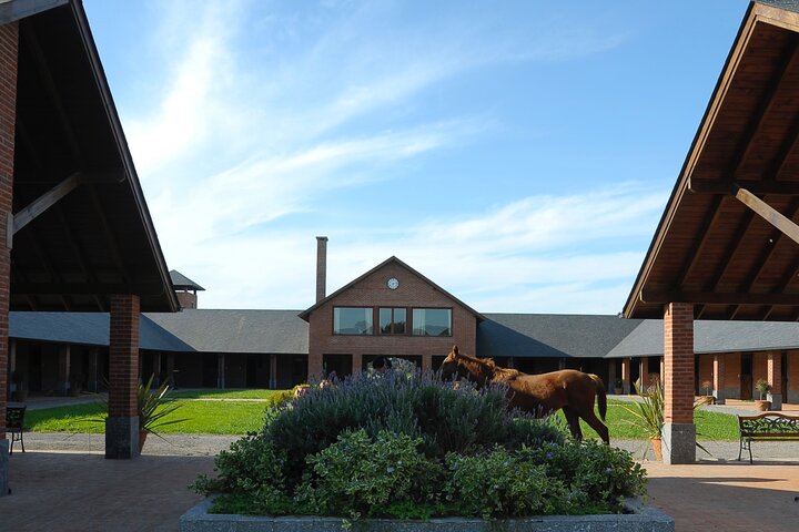 Horses Asado and Nature a day in a Thoroughbred Farm