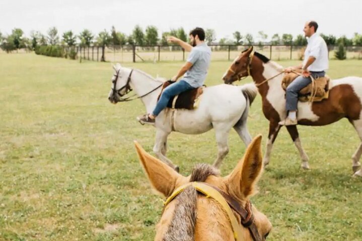 Horses Asado and Nature a day in a Thoroughbred Farm