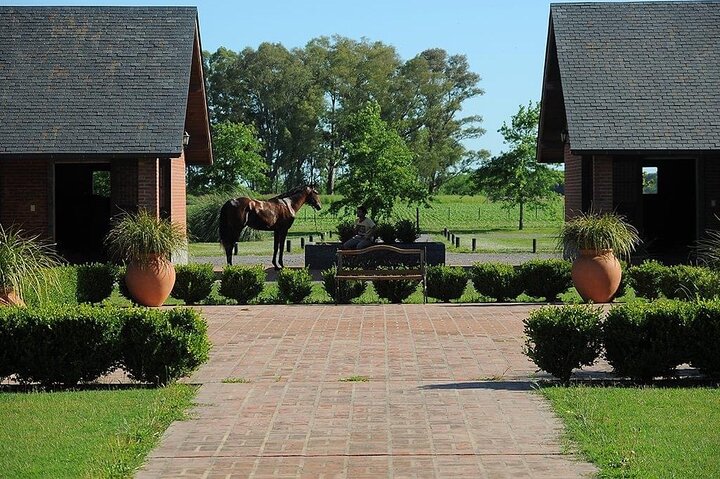 Horses Asado and Nature a day in a Thoroughbred Farm