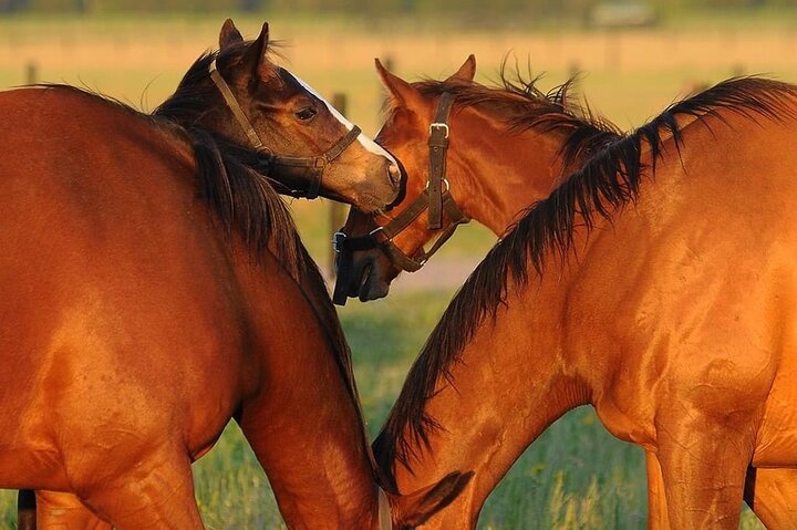 Horses Asado and Nature a day in a Thoroughbred Farm