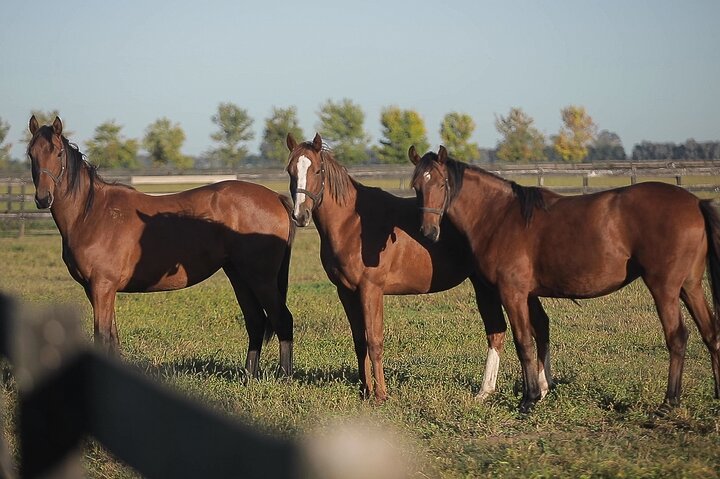 Horses Asado and Nature a day in a Thoroughbred Farm
