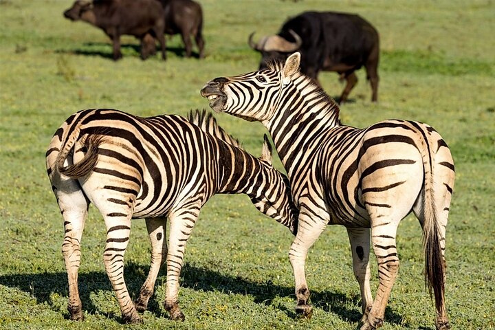 Hwange Park Big 5 Game Drive!