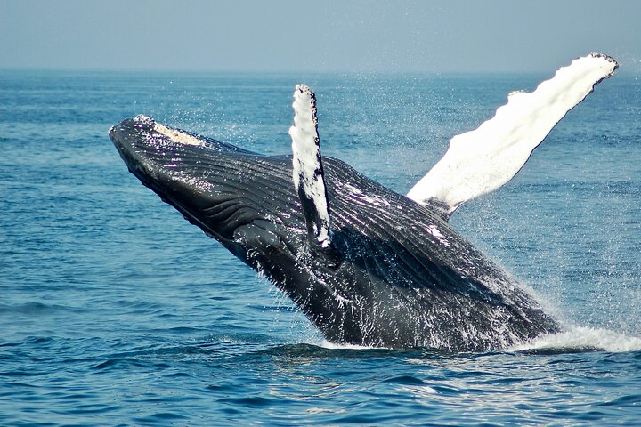 Humpback Whale Watching Tour
