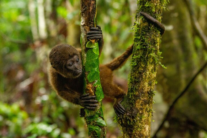 3-Day Jungle Adventure from / to Tena - Napo Amazon Region