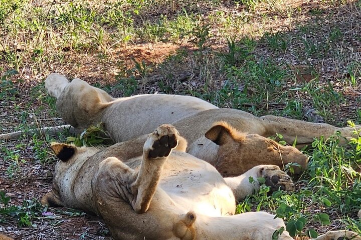 Full Day Tour to Chobe National Park and Botswana