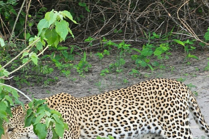 Full Day Tour to Chobe National Park and Botswana