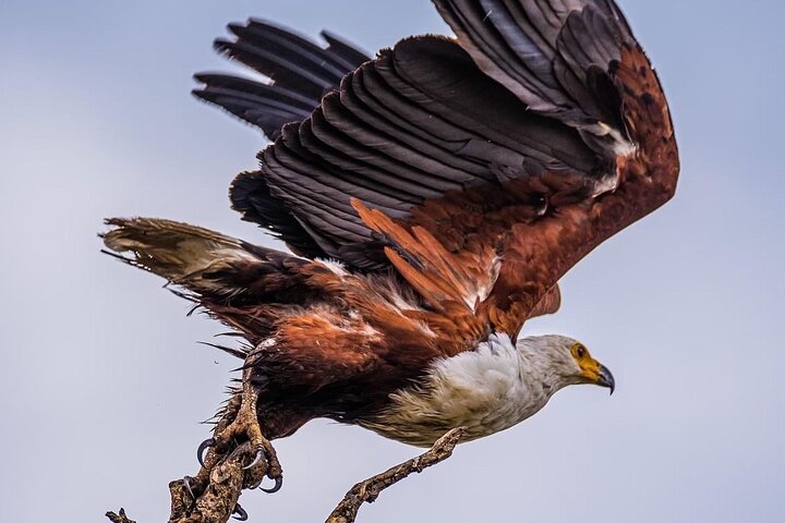 Full Day Tour to Chobe National Park and Botswana