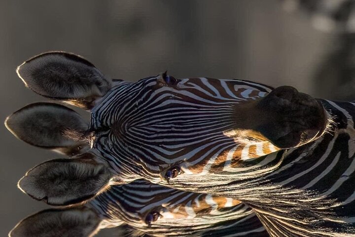 Full Day Tour to Chobe National Park and Botswana