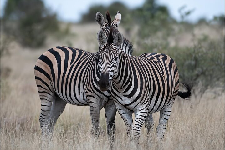 Full Day Tour to Chobe National Park and Botswana
