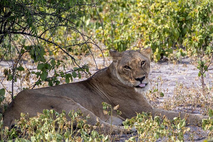 Full Day Tour to Chobe National Park and Botswana
