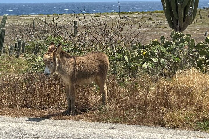 Aruba Jeep Tour: Natural Pool, Caves and Baby Beach Adventure