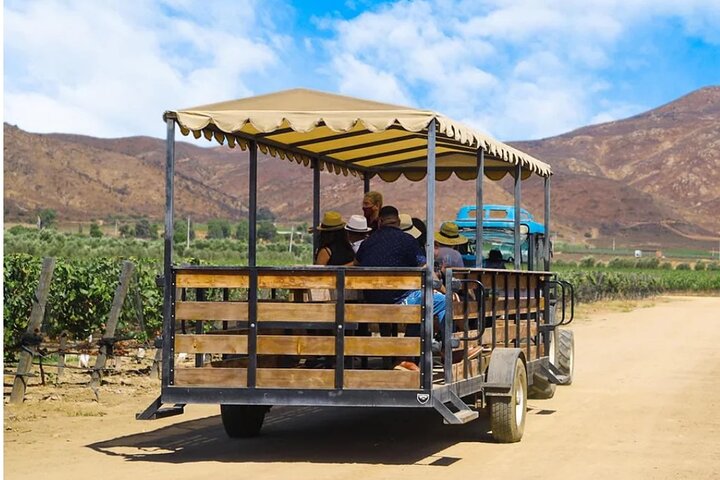 Tour Wine Route Guadalupe Valley & Port New Lobster