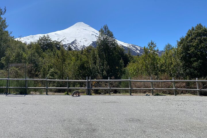 Cruise Shore Private Excursion Osorno Volcano & Petrohué Falls