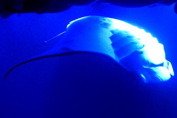Manta Ray Night Snorkel at Kona, Big Island