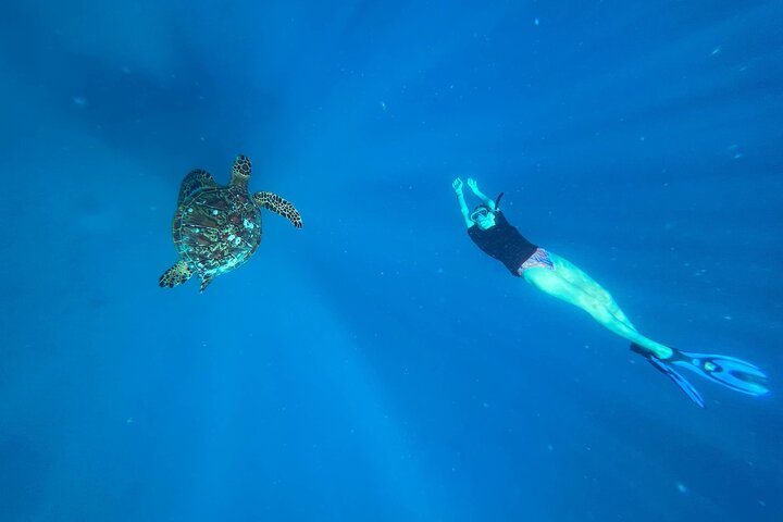 A Turtle Tour on Rarotonga - small groups, premium experience