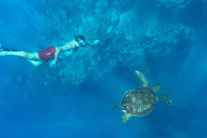 A Turtle Tour on Rarotonga - small groups, premium experience