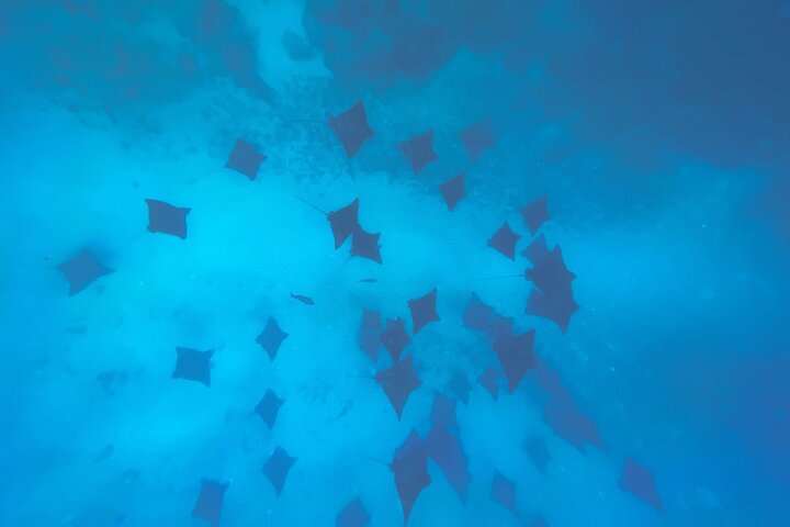 A Turtle Tour on Rarotonga - small groups, premium experience