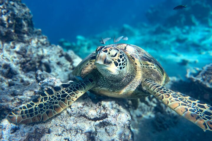 A Turtle Tour on Rarotonga - small groups, premium experience