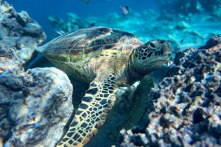 A Turtle Tour on Rarotonga - small groups, premium experience