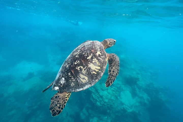 A Turtle Tour on Rarotonga - small groups, premium experience