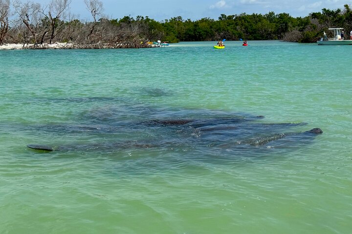 Bonita Springs Eco Kayak Tour – Best Gear, Premium&Clear Kayaks
