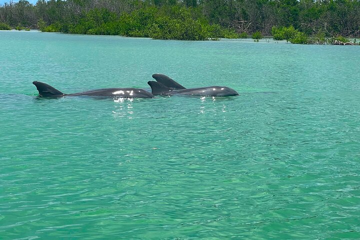 Bonita Springs Eco Kayak Tour – Best Gear, Premium&Clear Kayaks