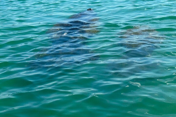 Bonita Springs Eco Kayak Tour – Best Gear, Premium&Clear Kayaks