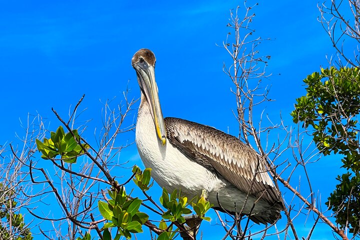 Bonita Springs Eco Kayak Tour – Best Gear, Premium&Clear Kayaks