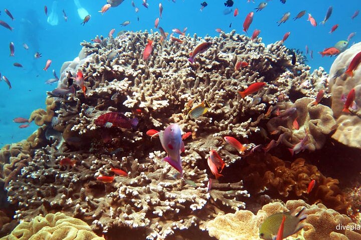 From Bali: Nusa Penida Snorkeling and Island Tour