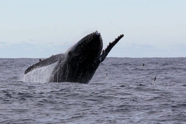 Whale Watching in Coffs Harbour
