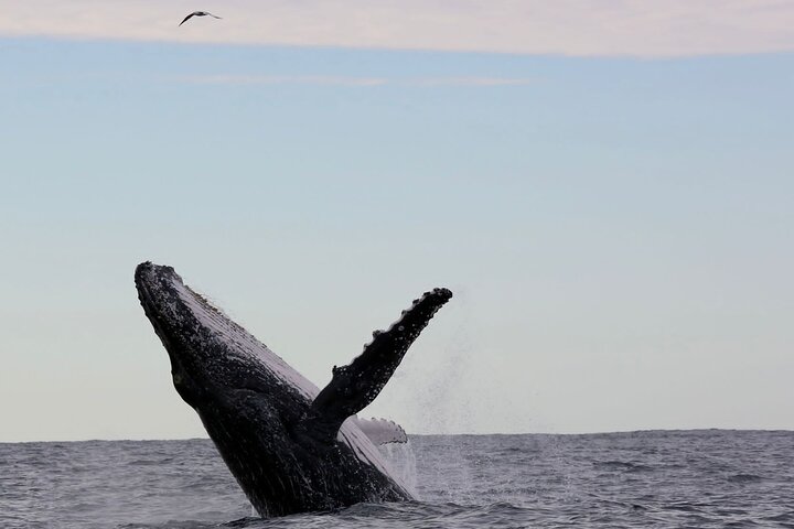 Whale Watching in Coffs Harbour