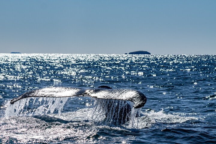 Whale Watching in Coffs Harbour