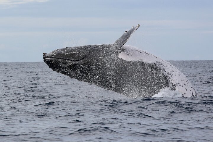 Whale Watching in Coffs Harbour