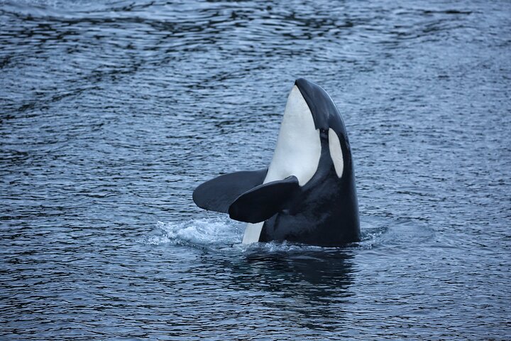 Sitka Premier Whale Watching and Wildlife Tour