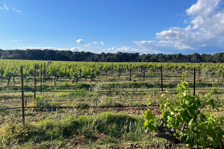 Picpoul de Pinet Tour - Half Day Oysters and Wines