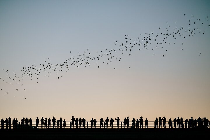 Guided Sunset Bat Kayak Tour in Austin