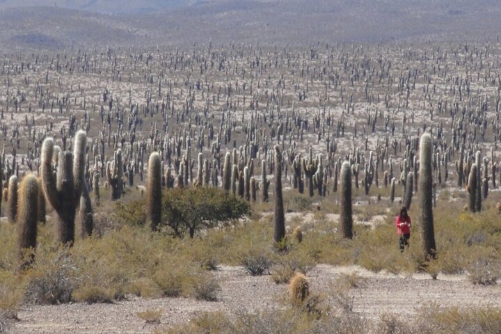From Salta: Pack of 4 Excursions in Salta and Jujuy