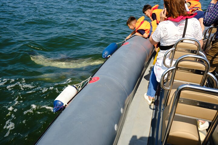 Dolphin watching in Setúbal