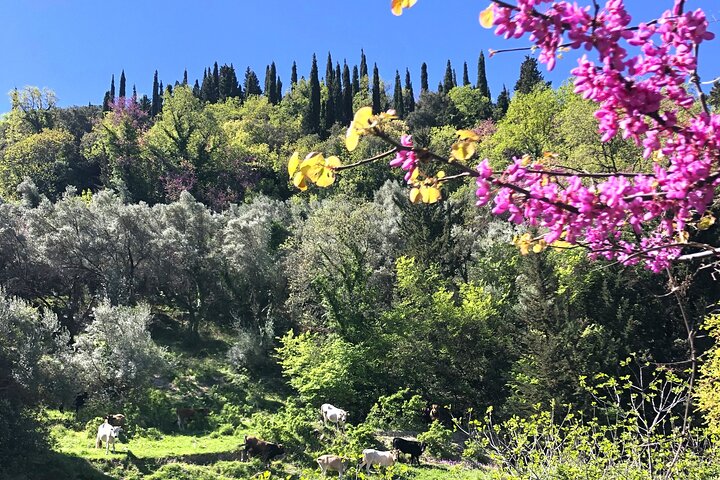 Lefkada: Mountain Gems Electric Fat Bicycle Tour & Tasting